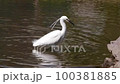 A little egret searching for and preying on small shrimp with its crest feathers fluttering in the shallows of a pond. 100381885