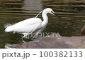 A Little Egret that flutters its crest feathers and hunts for small shrimp in the shallows of a pond. 100382133