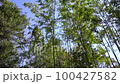 Bamboo grove shaking in the wind 100427582