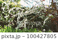 Snow willow in full bloom swaying in the wind 100427805