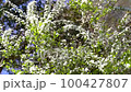 Snow willow in full bloom swaying in the wind 100427807