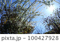 Blue sky and willow tree looked up from below 100427928