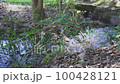 Sleeping in the Spring Stream 100428121