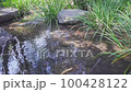 Sleeping in the Spring Stream 100428122