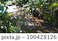 Sleeping in the Spring Stream 100428126