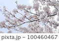 Spring sakura flower blowing in the wind on blue sky 100460467