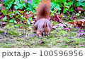 hard squirrel 100596956