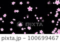 Sakurafubuki 2-5（全花較多） 100699467