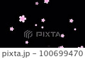 Sakurafubuki 2-2（全花小+正面） 100699470