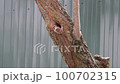 A sparrow near the hollow flies to the nest 100702315