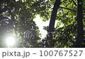 清爽的森林，陽光透過樹木，陽光，泛起 100767527