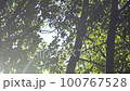 清爽的森林，陽光從樹叢中滲入，陽光，平移下來 100767528