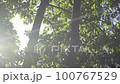 令人耳目一新的森林，陽光透過樹木，陽光，麵包 100767529