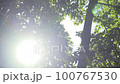 令人耳目一新的森林，陽光透過樹木，陽光，麵包 100767530