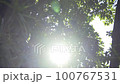 清新的森林，陽光透過樹木，陽光FIX 100767531