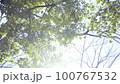 從冬天到春天，透過樹木的陽光不斷變化 100767532