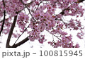 Beautiful pink cherry blossom tree in spring season 100815945