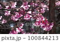 Tilt up of blooming cherry tree with sunlight 100844213