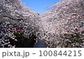 Meguro river with full bloom sakura cherry blossom in spring 100844215