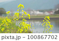 春の風景「菜の花と川」 100867702