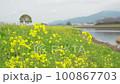 河川敷の菜の花 100867703