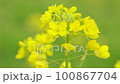 菜の花 100867704