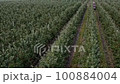 Agricultural farmer field with fruit garden of apple trees planted in smooth row. Aerial shot over 100884004