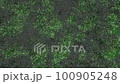 Shaking trees 100905248