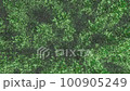 Shaking trees 100905249