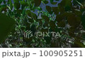 Shaking trees 100905251