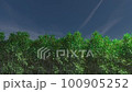 Shaking trees 100905252