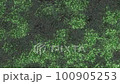 Shaking trees 100905253