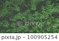 Shaking trees 100905254