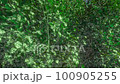 Shaking trees 100905255