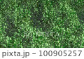 Shaking trees 100905257