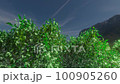 Shaking trees 100905260
