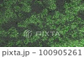 Shaking trees 100905261