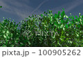Shaking trees 100905262