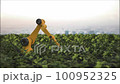Robotic hands take care of fresh, young, green plants. Artificial intelligence in agriculture. New technologies for growing vegetables and cereals 100952325