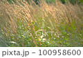 Wild reeds sway on wind 100958600