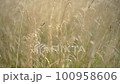Dry yellow grass sway on wind 100958606
