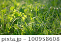Green grass with dew on the morning sun 100958608