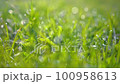 Green grass with dew on the morning sun 100958613