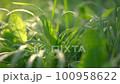 Green grass with dew on the morning sun 100958622
