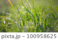 Green grass with dew on the morning sun 100958625
