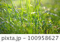 Green grass with dew on the morning sun 100958627