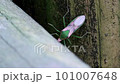 丸木柱を徘徊するオオクモヘリカメムシの動画素材