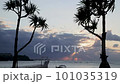 南国の海の夕暮れとヤシの木 101035319