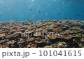 沖縄恩納村・万座のサンゴ礁と泡 101041615