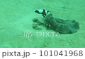 タコから卵を守るトウアカクマノミ 101041968